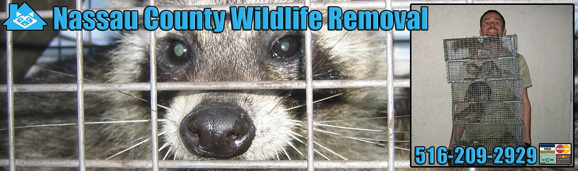 Nassau County Wildlife and Animal Removal